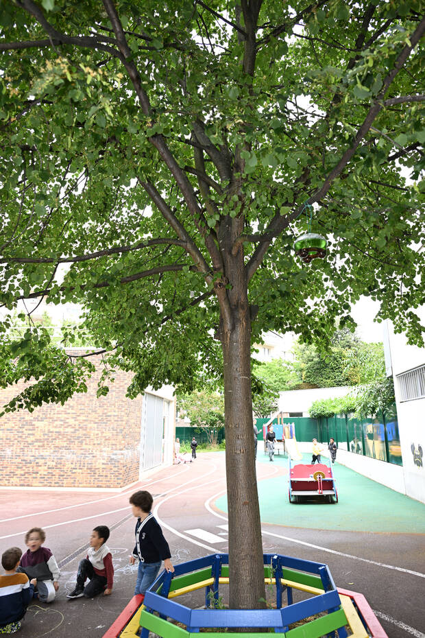 Des arbres apportent de la fraîcheur dans les cours d'école; ici, à Jean de la Fontaine