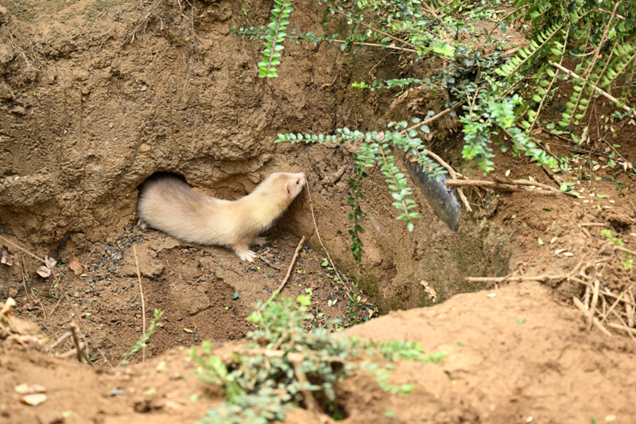 chasse aux rats avec des furets