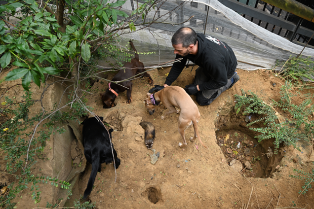 chasse aux rats avec des furets